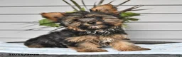 Yorkshire Terrier dogs for sale: Simon - Ad 2