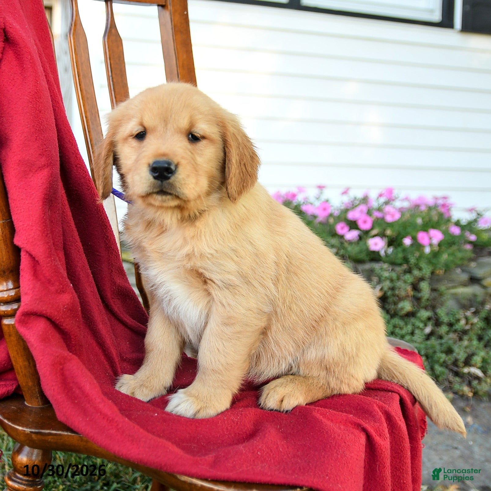 Golden Retriever dogs for sale: Bonnie - Ad 2