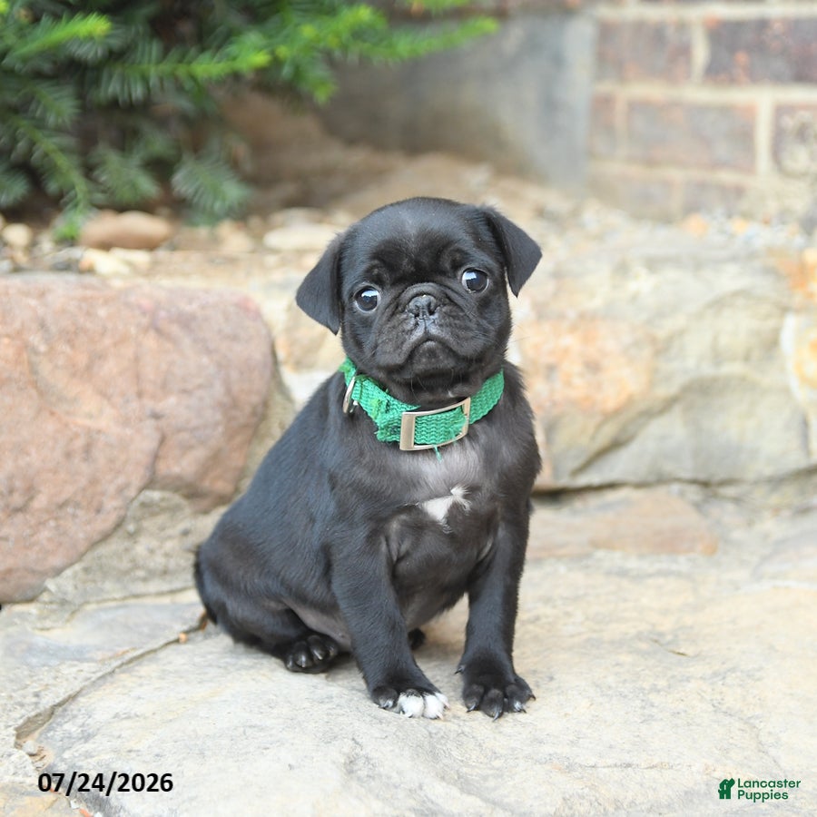 Pug dogs Pedigreen - Ad 2