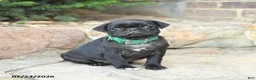 Pug dogs for sale: Pedigreen - Ad 2