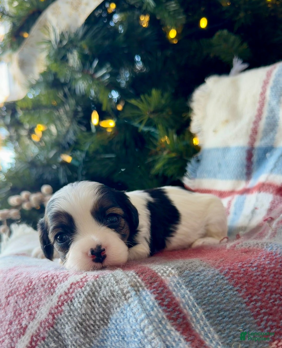 Cavapoo dogs for sale: Noel - Ad 2