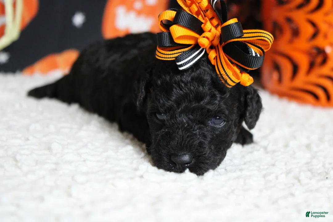 Toy Poodle dogs for sale: Sydney - Ad 2