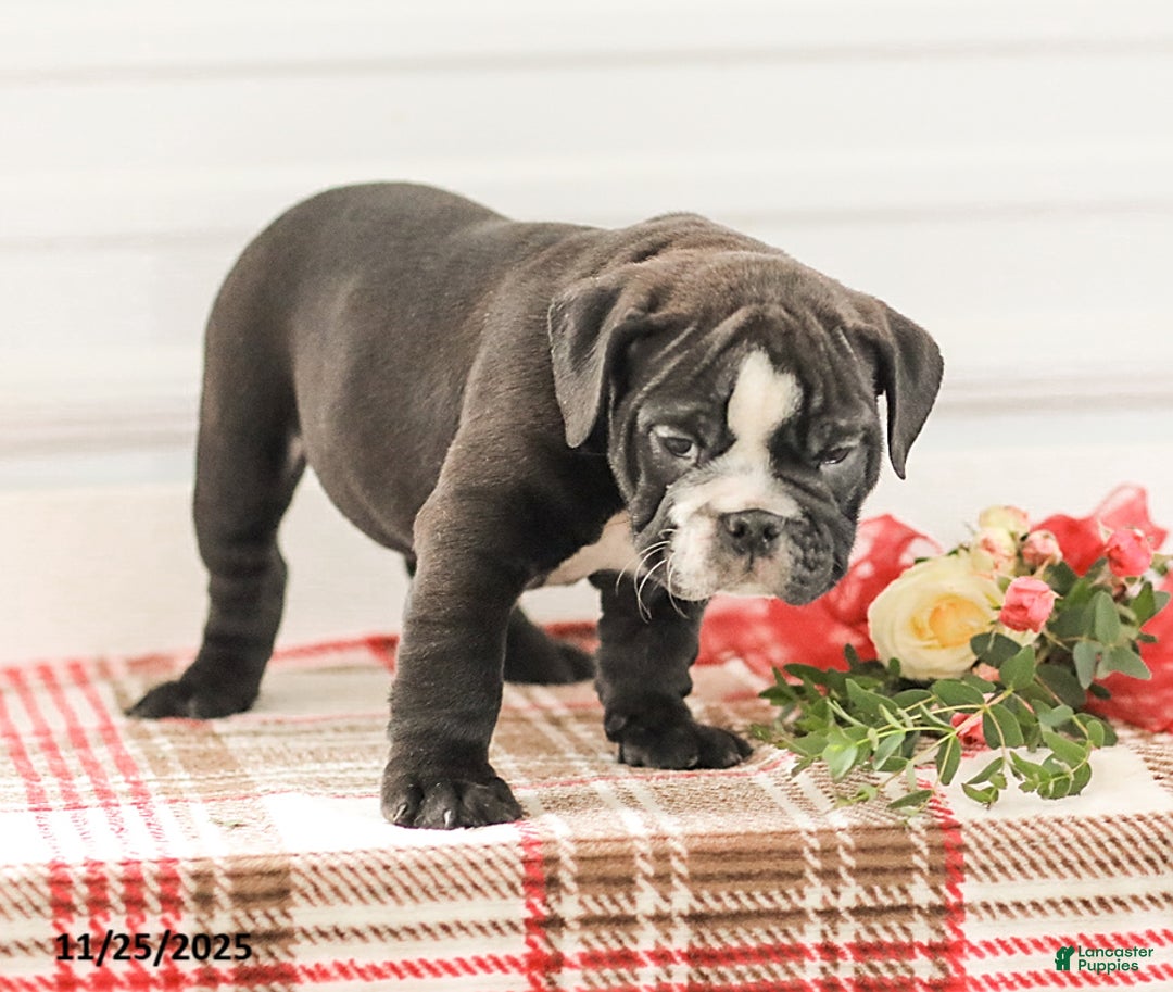 English Bulldog dogs for sale: Randy - Ad 1