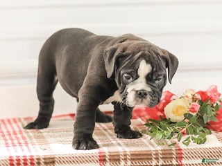 English Bulldog dogs Randy - Ad 41