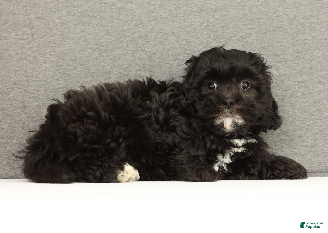 Shihpoo dogs for sale: Eeyore - Ad 3