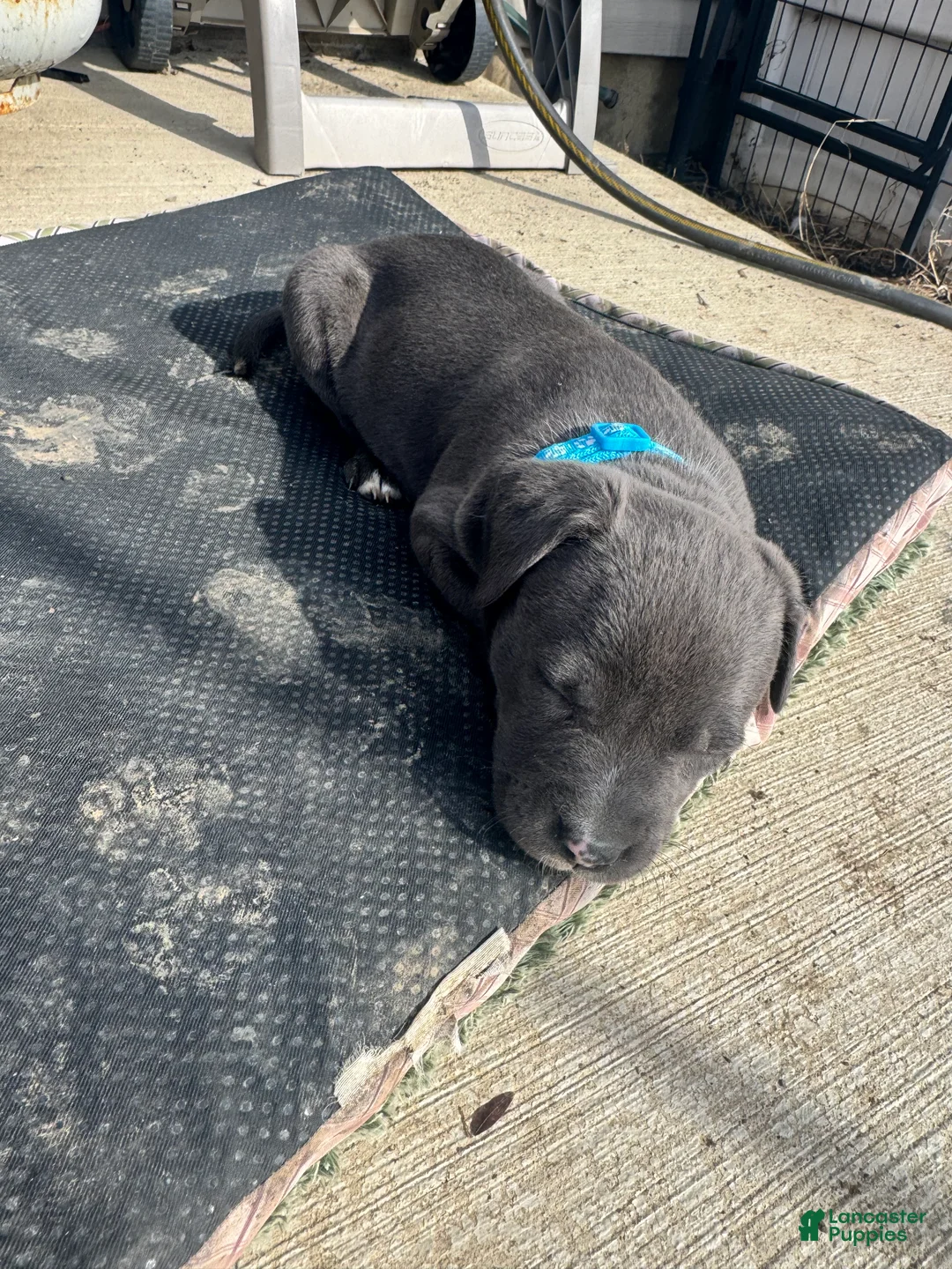 American Pit Bull Terrier dogs for sale: American Pit Bull Terrier Puppy 8 - Ad 1