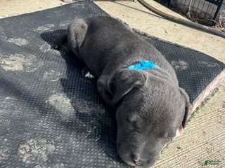 American Pit Bull Terrier dogs American Pit Bull Terrier Puppy 8 - Ad 24