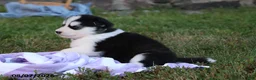 Alaskan Malamute dogs for sale: Cascade - Ad 3
