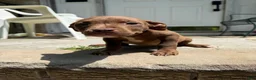 American Bully dogs for sale: American Bully 1 - Ad 4