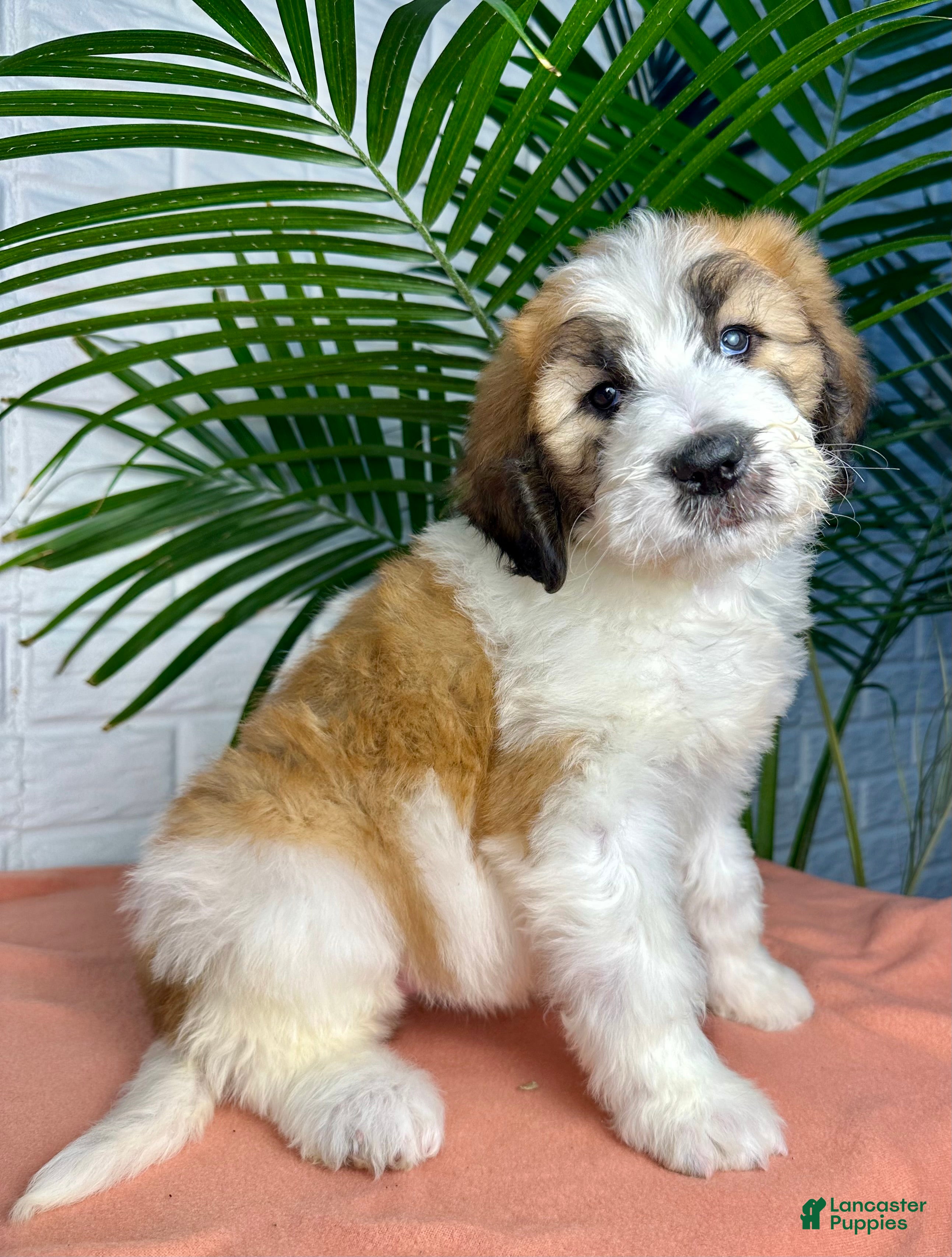 Saint Berdoodles dogs Sasha - Ad 2