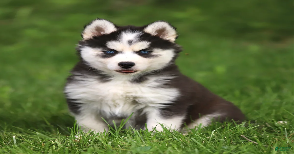 Siberian Husky Puppies for sale in Maysville, Kentucky | Lancaster