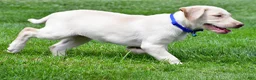 Labrador Retriever dogs for sale: Tammy - Ad 3