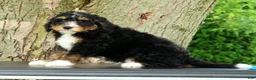 Mini Bernedoodle dogs for sale: Rocket - Ad 3