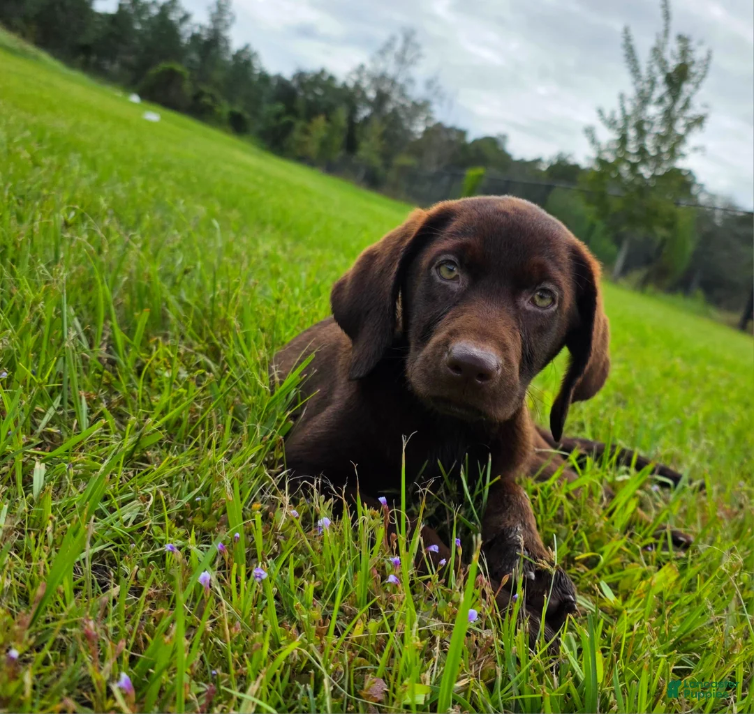 Labrador Retriever dogs for sale: Fiona - Ad 2