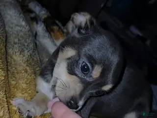 Chihuahua dogs Little Boy Blue - Ad 5