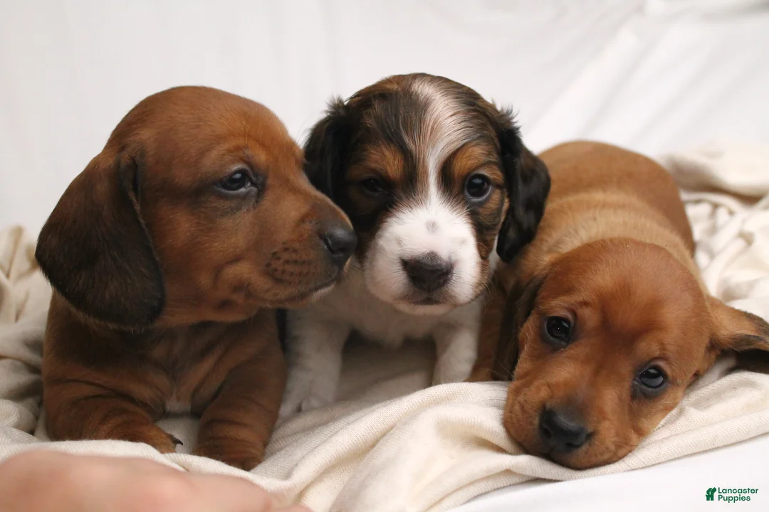 Dachshund dogs for sale: Sugar - Ad 15