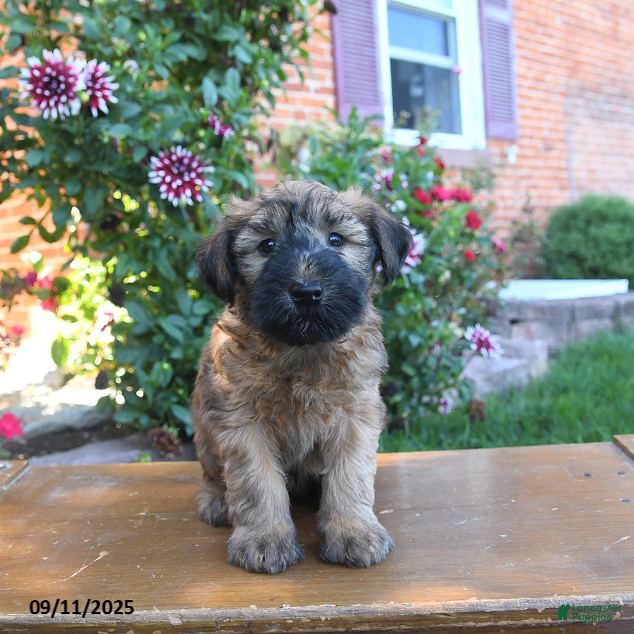 Terrier Mix Soft Coated Wheaten Terrier Rescue Near Me Soft Coated