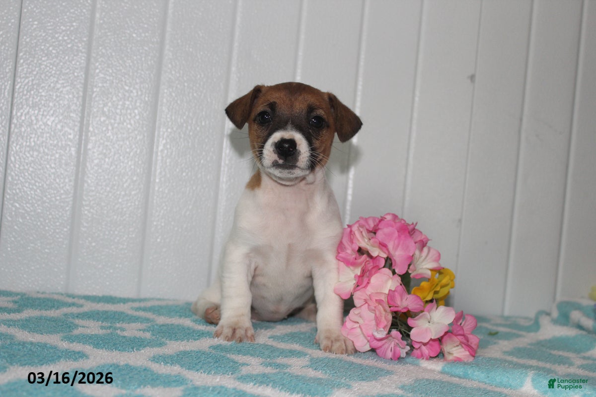 Jack Russell Terrier dogs Precious - Ad 2