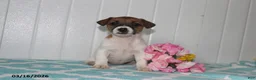 Jack Russell Terrier dogs for sale: Precious - Ad 2