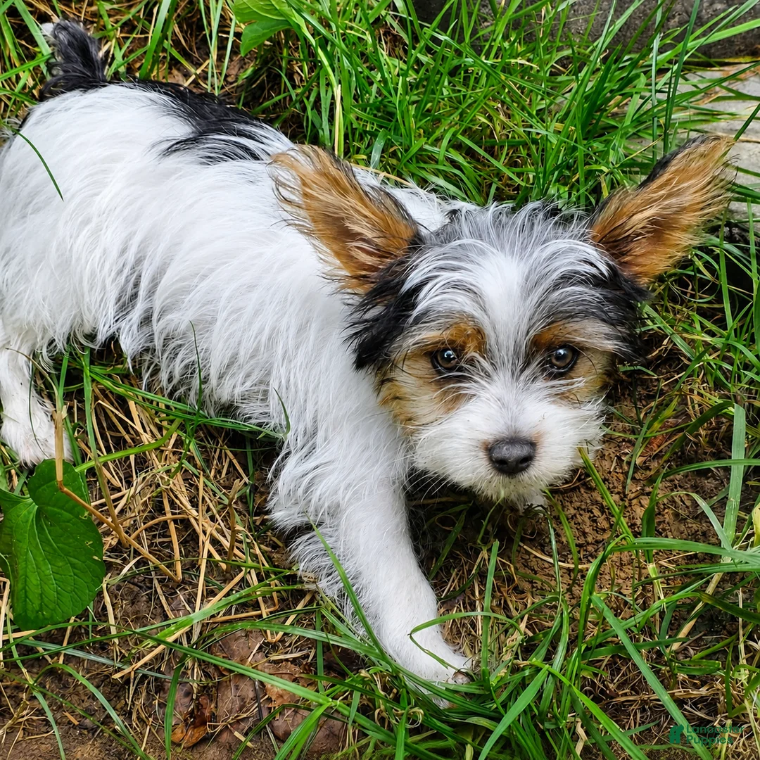 Yorkshire Terrier dogs for sale: Winston - Ad 2