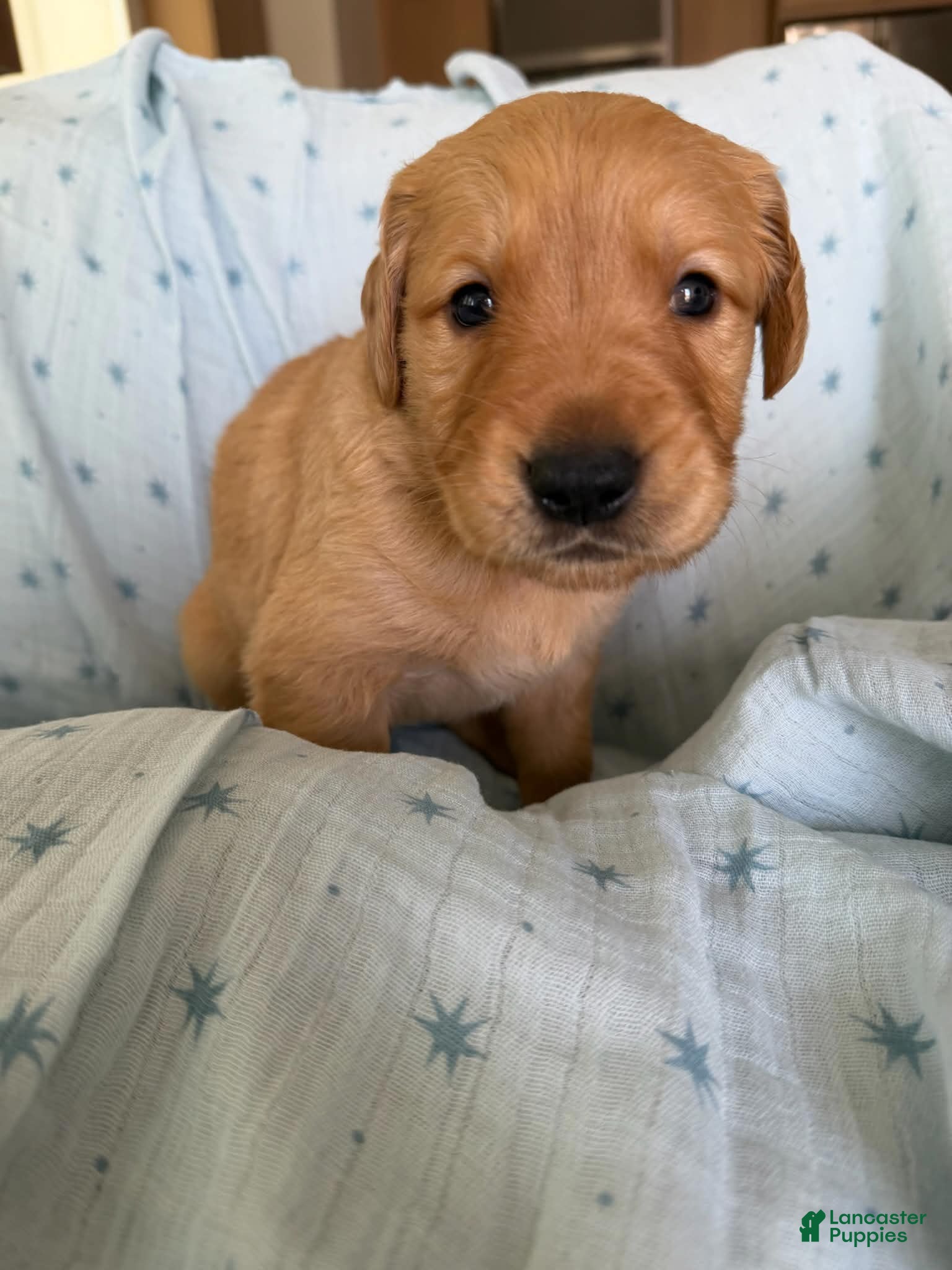 Golden Retriever dogs for sale: Golden Retriever Puppy 1 (Green) - Ad 1