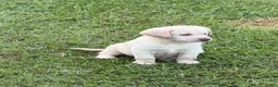 Labrador Retriever dogs for sale: Rivers - Ad 2