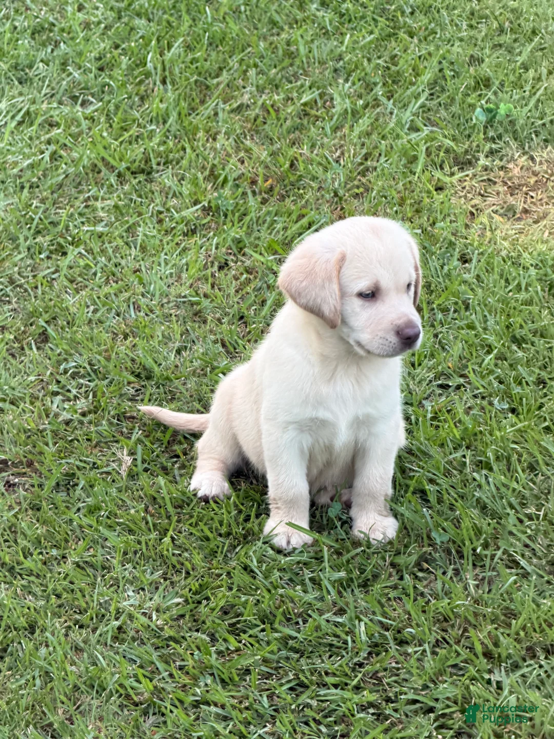 Labrador Retriever dogs for sale: Rivers - Ad 2
