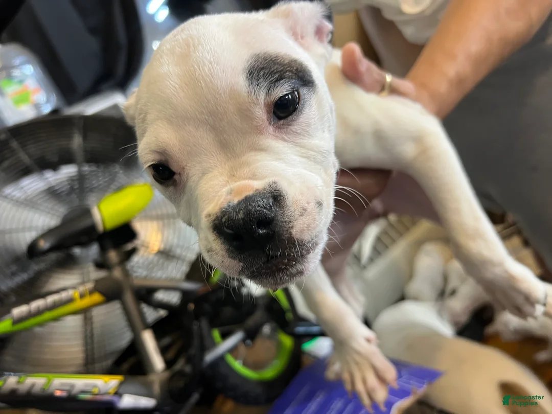 American Bully dogs for sale: American Bully Puppy 3 - Ad 2