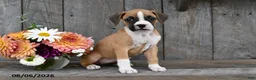 Boxer dogs for sale: Ellie - Ad 4