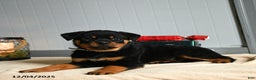 Rottweiler dogs for sale: Butterscotch - Ad 2