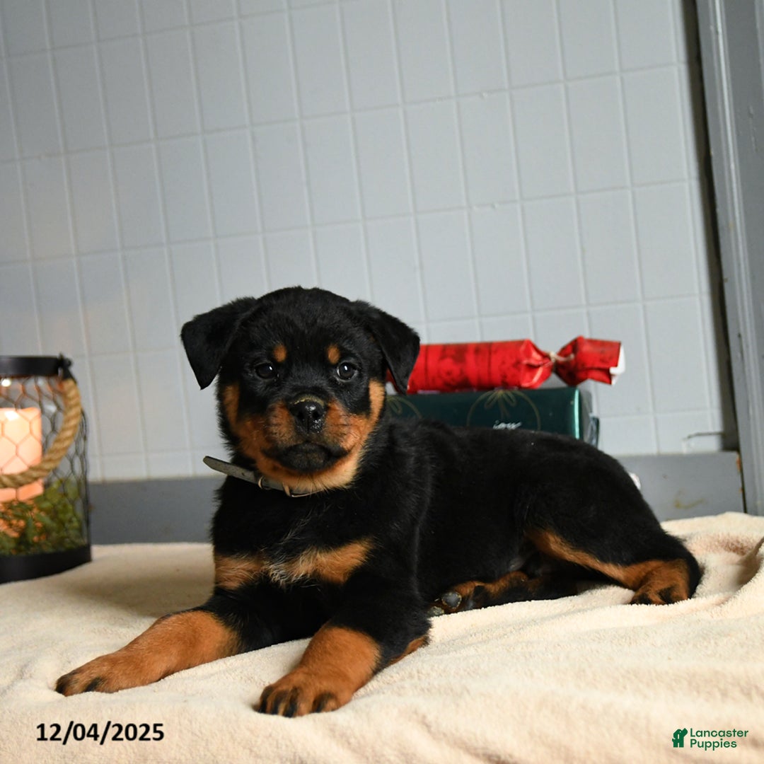 Rottweiler dogs for sale: Butterscotch - Ad 2