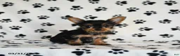 Yorkshire Terrier dogs for sale: Paula - Ad 1