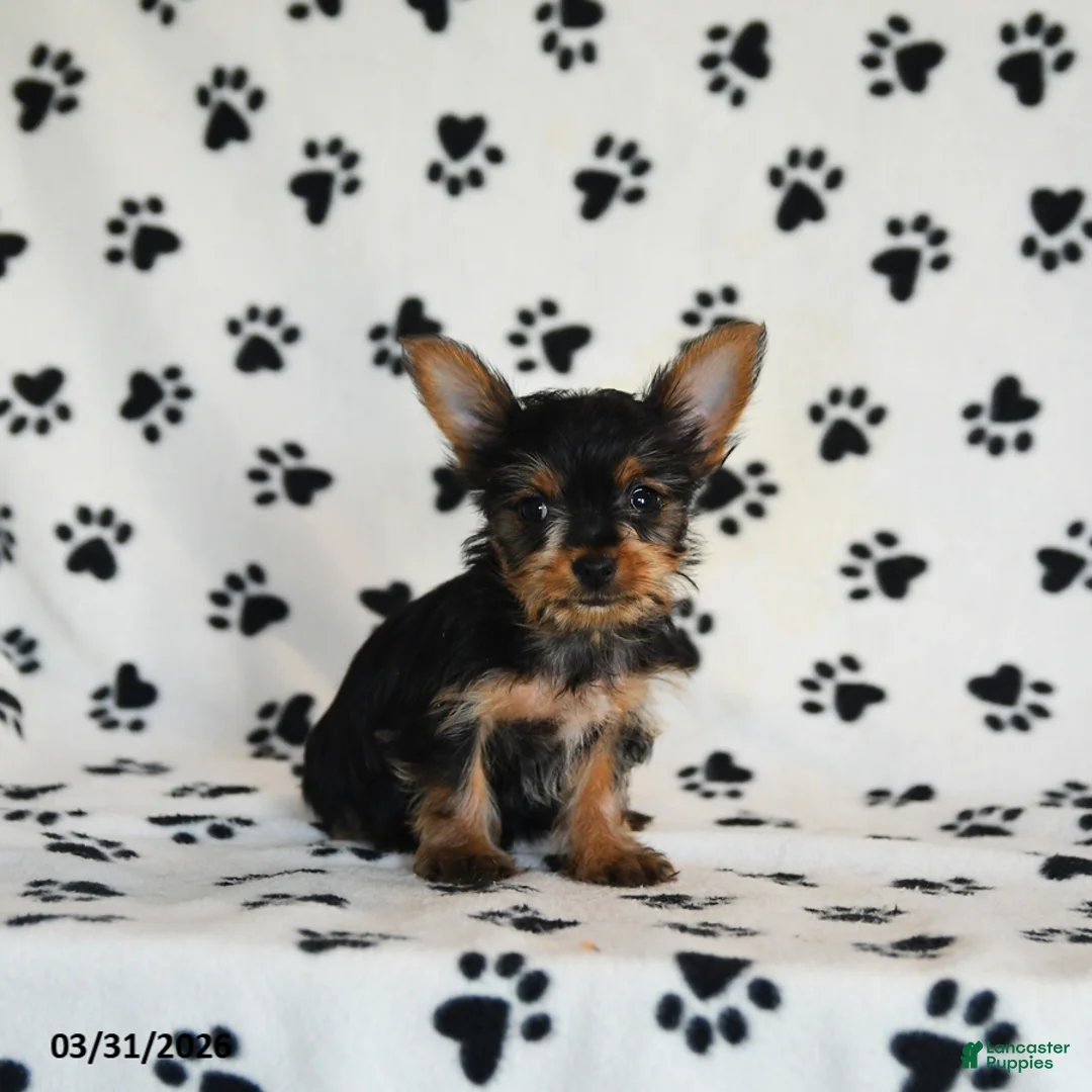 Yorkshire Terrier dogs for sale: Paula - Ad 1