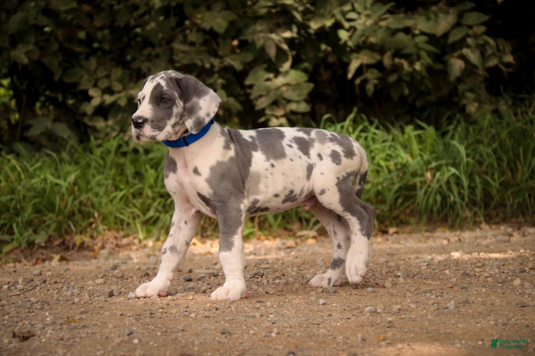 Great Dane dogs Braxton Great Dane  - Ad 2