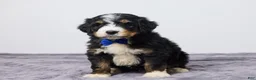 Bernedoodle dogs for sale: Kory - Ad 5