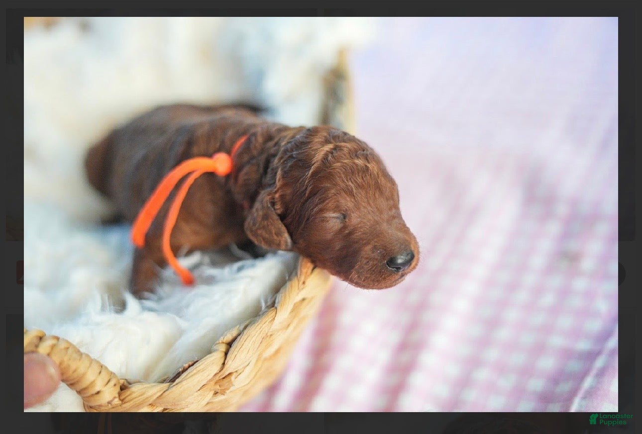 Standard Poodle dogs Standard Poodle 1 - Ad 1