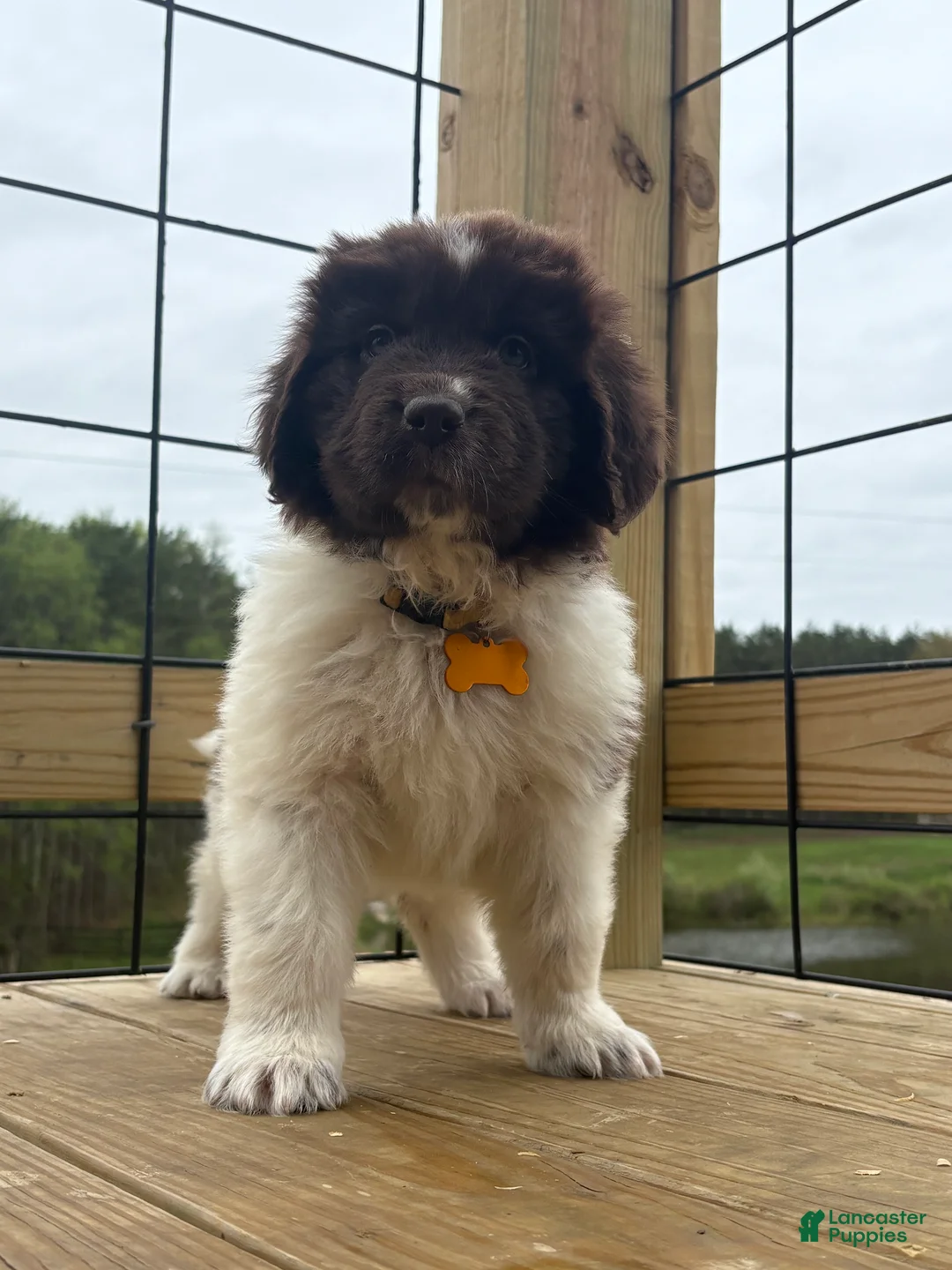 Newfoundland dogs for sale: Brooklyn  - Ad 2