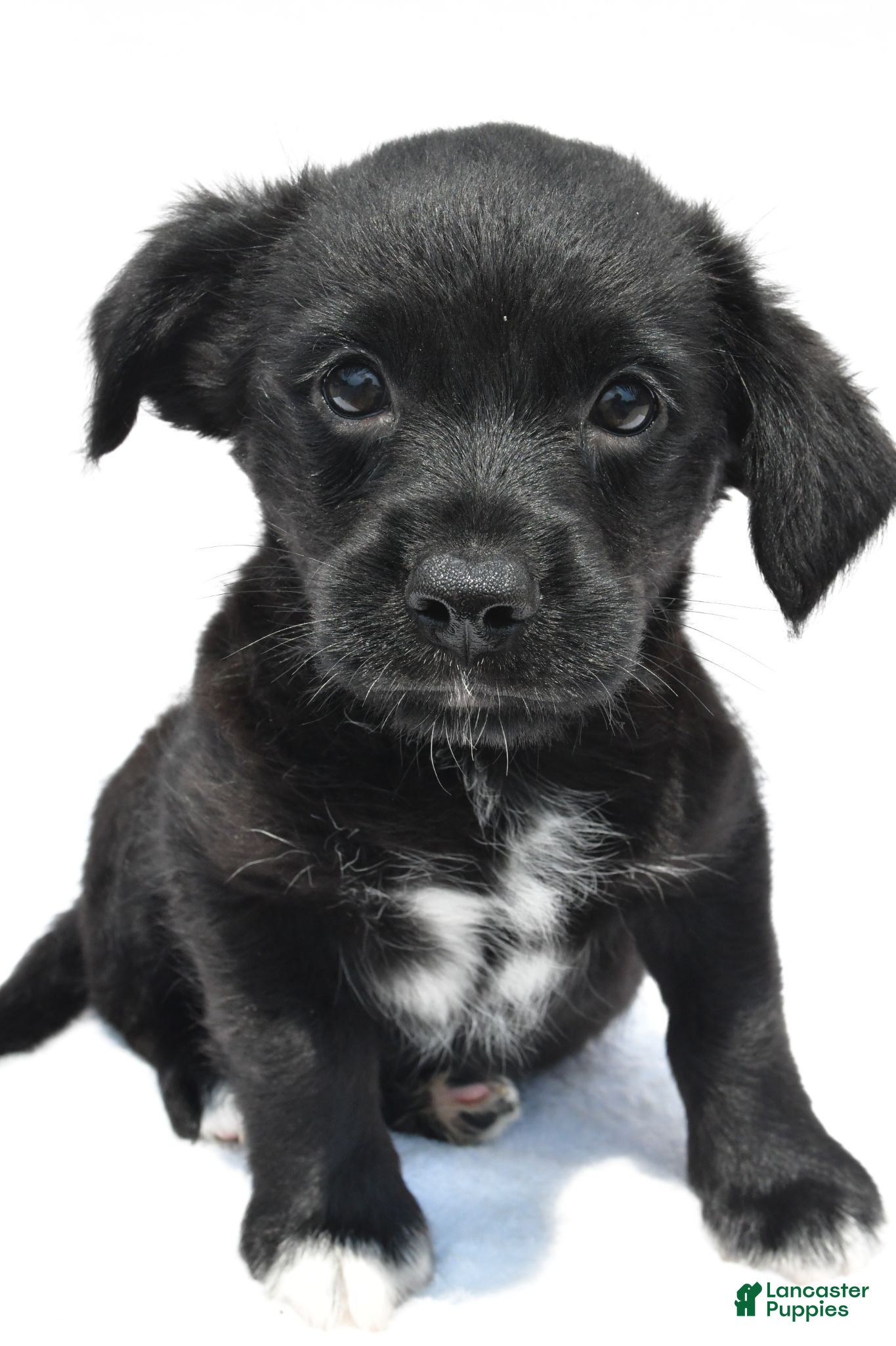 Mixed Breed dogs Kyle - Ad 1