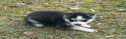 Siberian Husky dogs for sale: Natilda - Ad 2