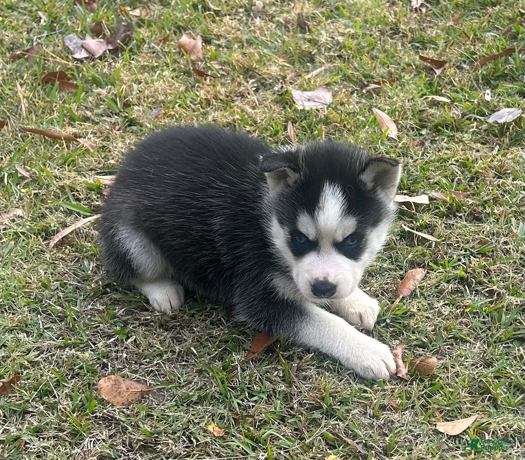 Siberian Husky dogs for sale: Natilda - Ad 2
