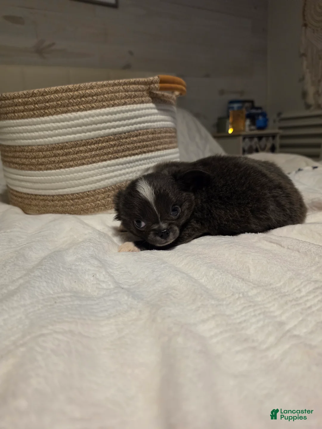 Chihuahua dogs for sale: jazz - Ad 2