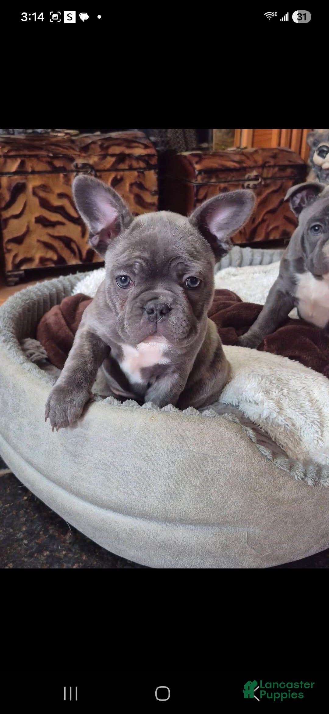 Frenchton dogs for sale: Frenchton Puppy 1 - Ad 2