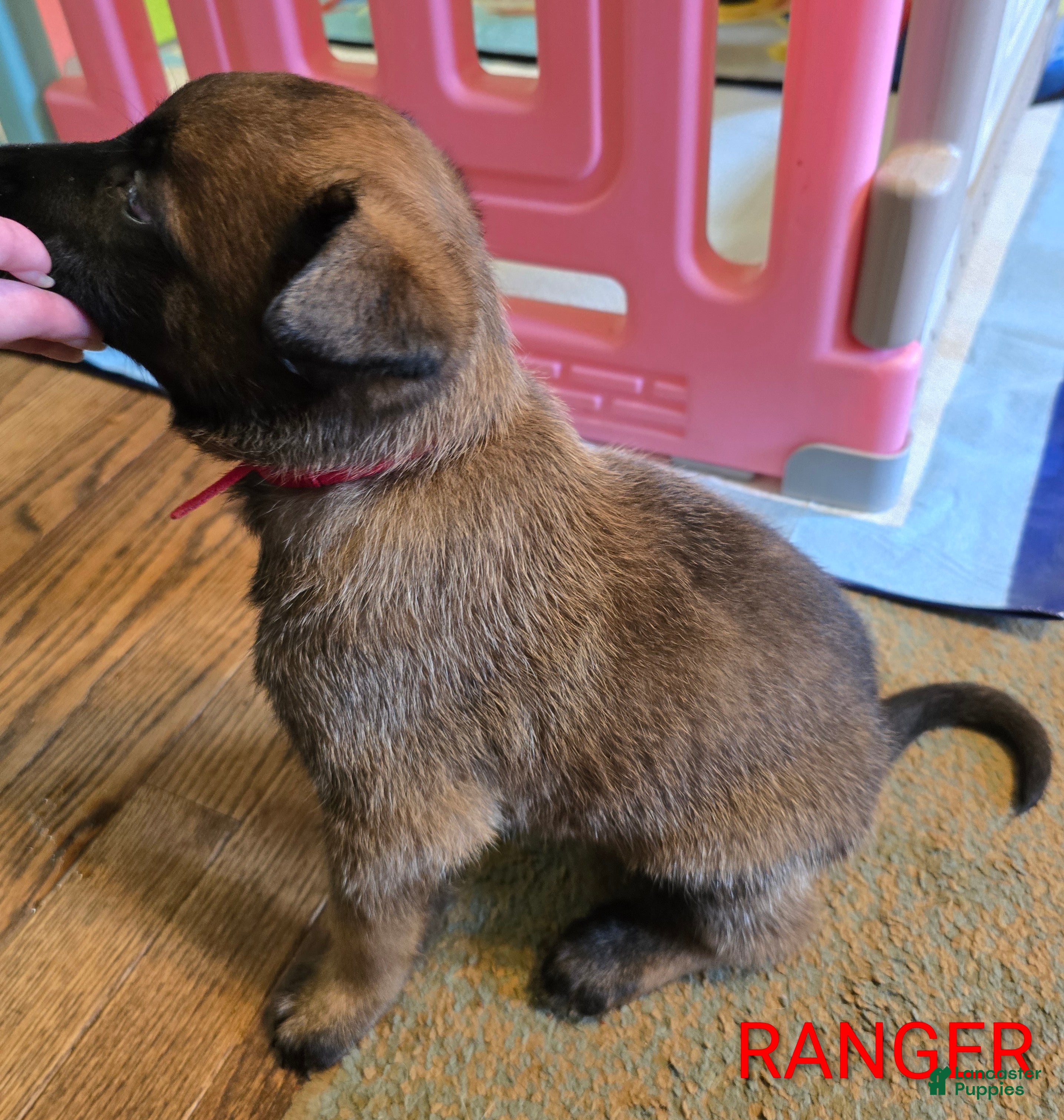 Belgian Malinois dogs Belgian Malinois 2 - Ad 2