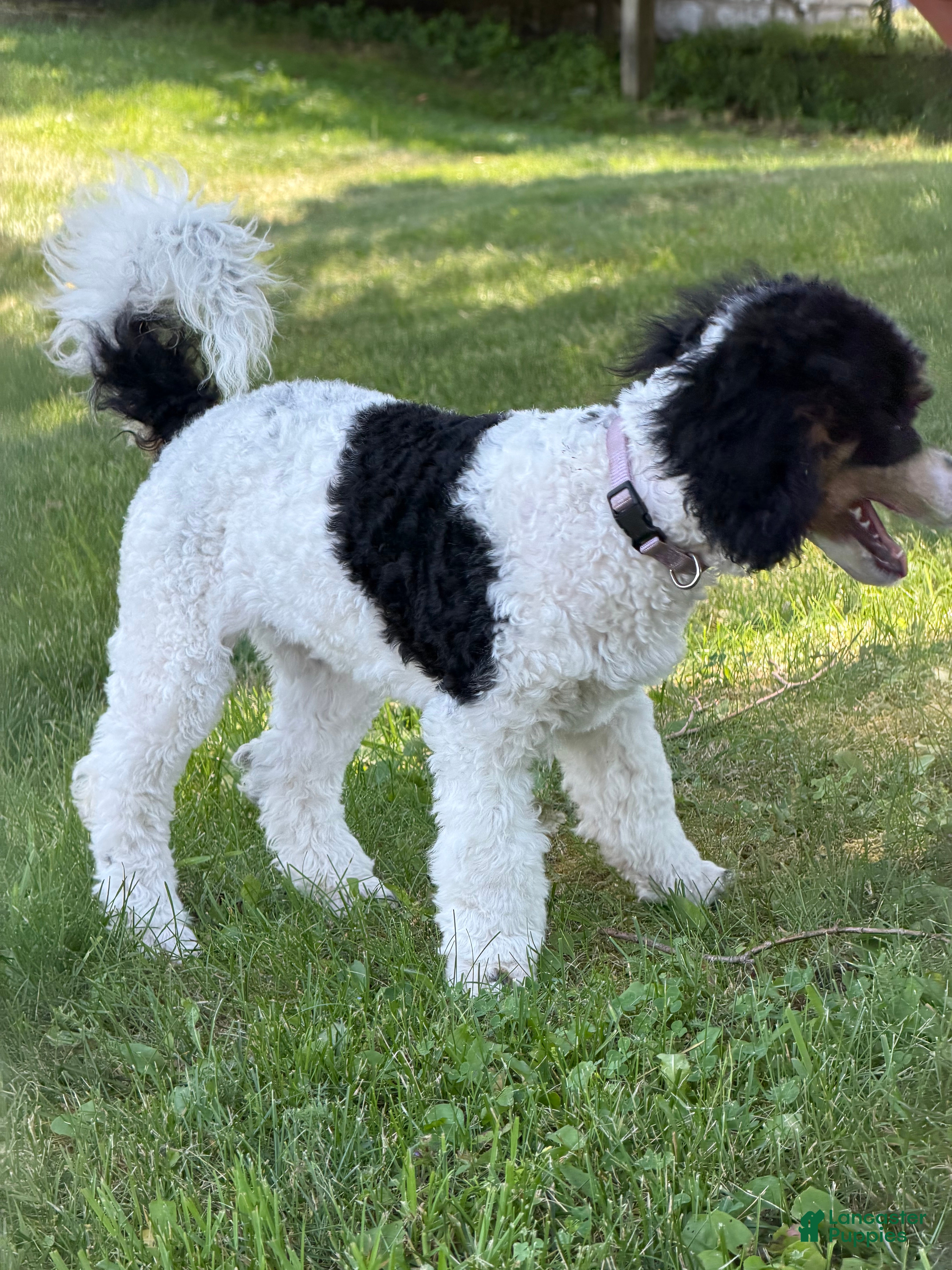 Miniature Poodle dogs Ivy - Ad 2