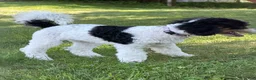 Miniature Poodle dogs for sale: Ivy - Ad 4