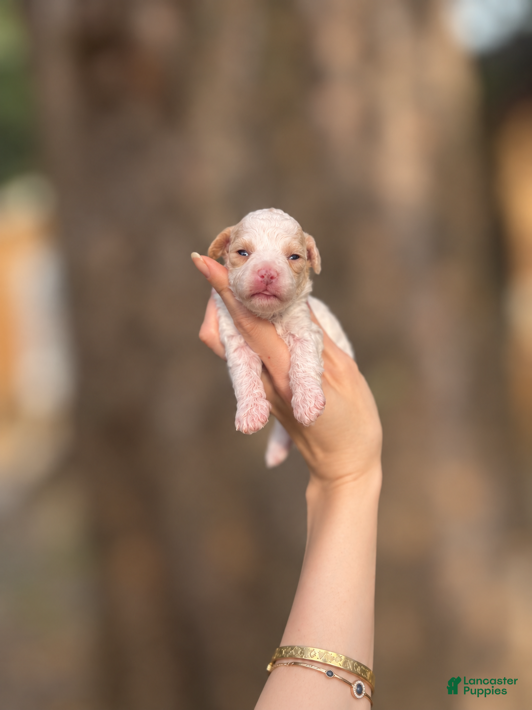 Toy Poodle dogs Gillian - Ad 1