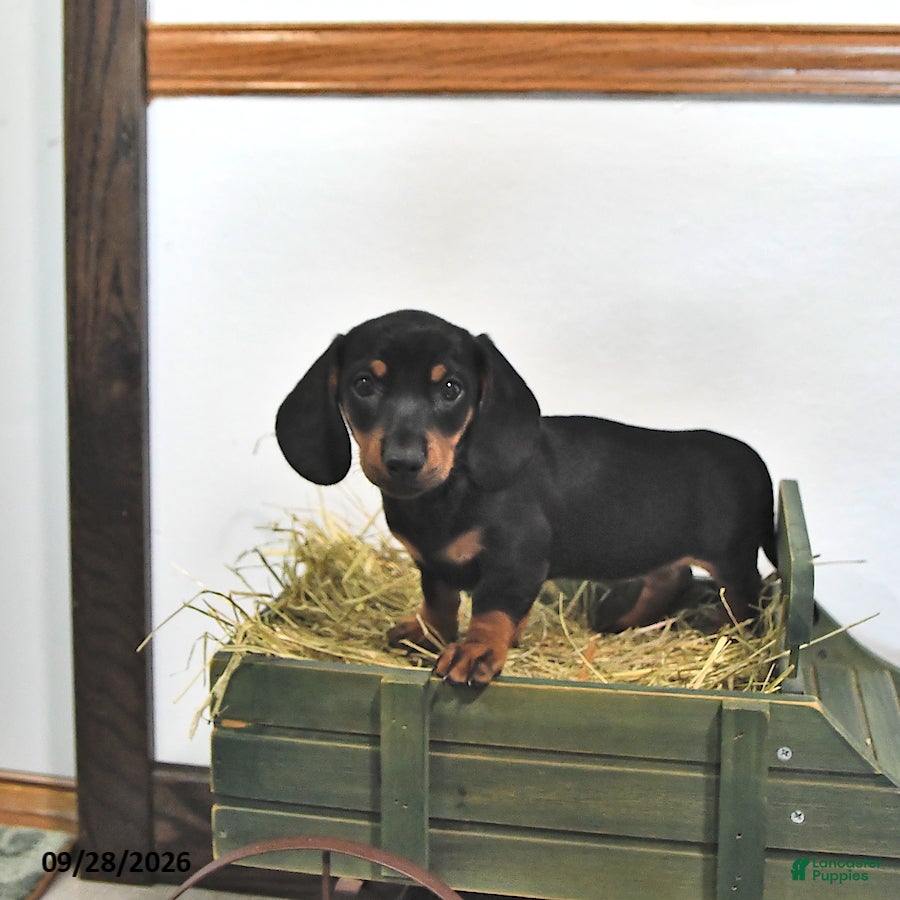 Miniature Dachshund dogs Jace - Ad 2