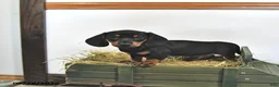 Miniature Dachshund dogs for sale: Jace - Ad 2
