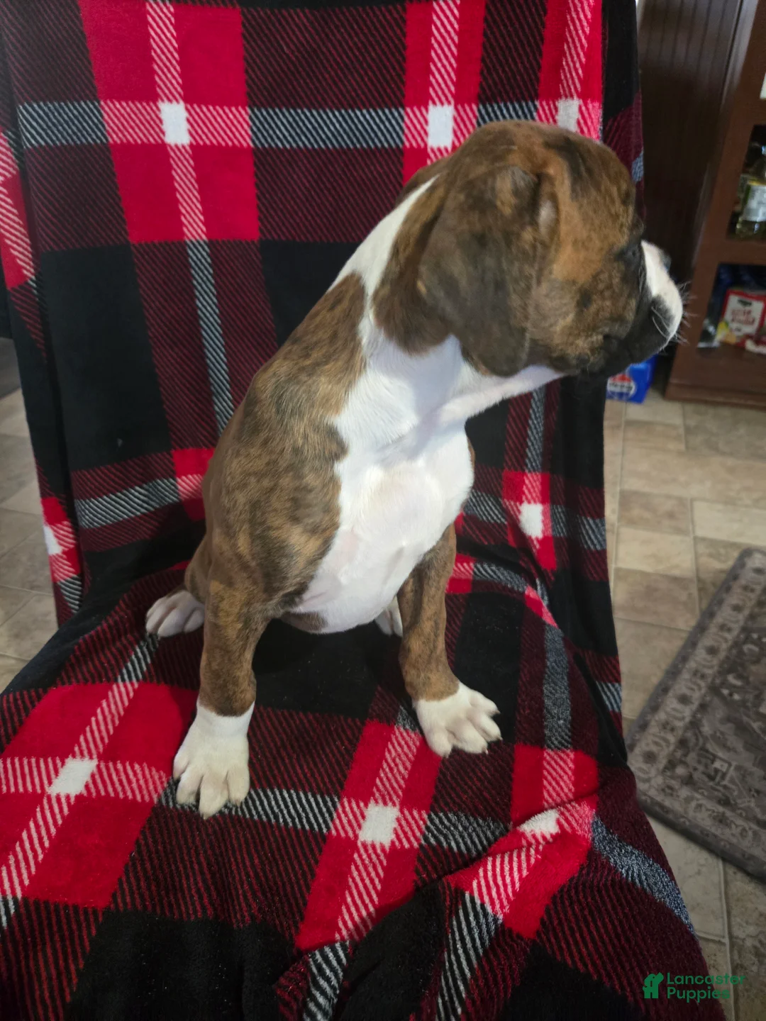 Boxer dogs for sale: Diamond  - Ad 6