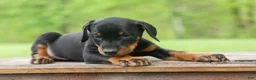 Doberman Pinscher dogs for sale: Duke (Black Rust)🐶🤎✨ - Ad 16